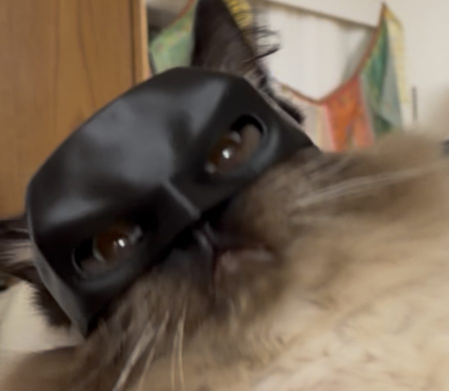Cat wearing a black 3D printed superhero mask