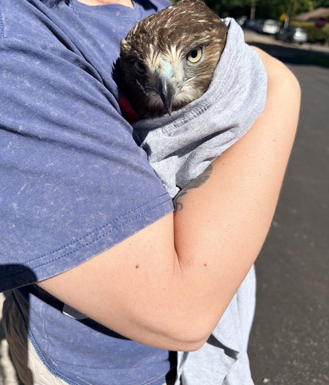 Sadie holding a rescued red-tailed hawk wrapped in a towel